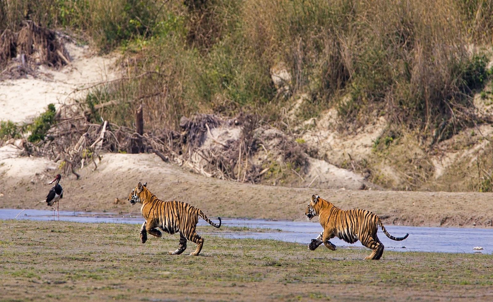 Tiger Tracking Jungle Walk
